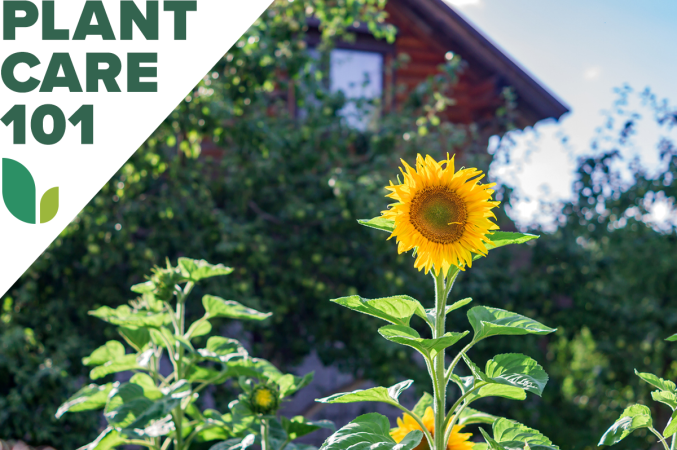 How to Grow Picture-Perfect Sunflowers at Home