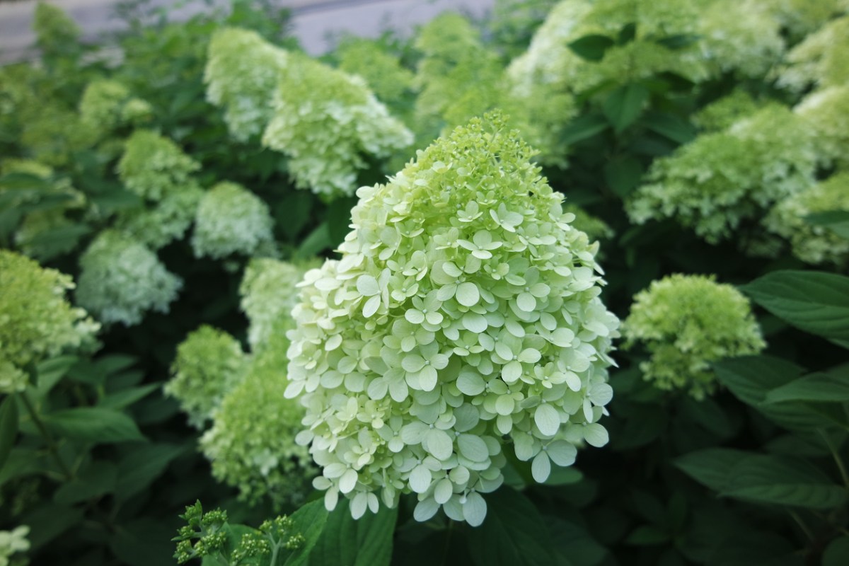 Several green limelight hydrangea blooms growing on a bush.