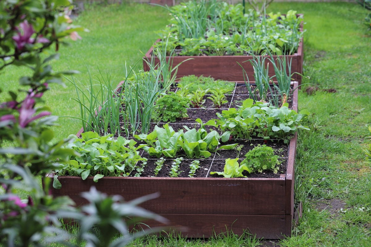 Two raised bed gardens planted full of vegetables and herbs in a grassy yard. The front bed is laid out in the square foot gardening method.