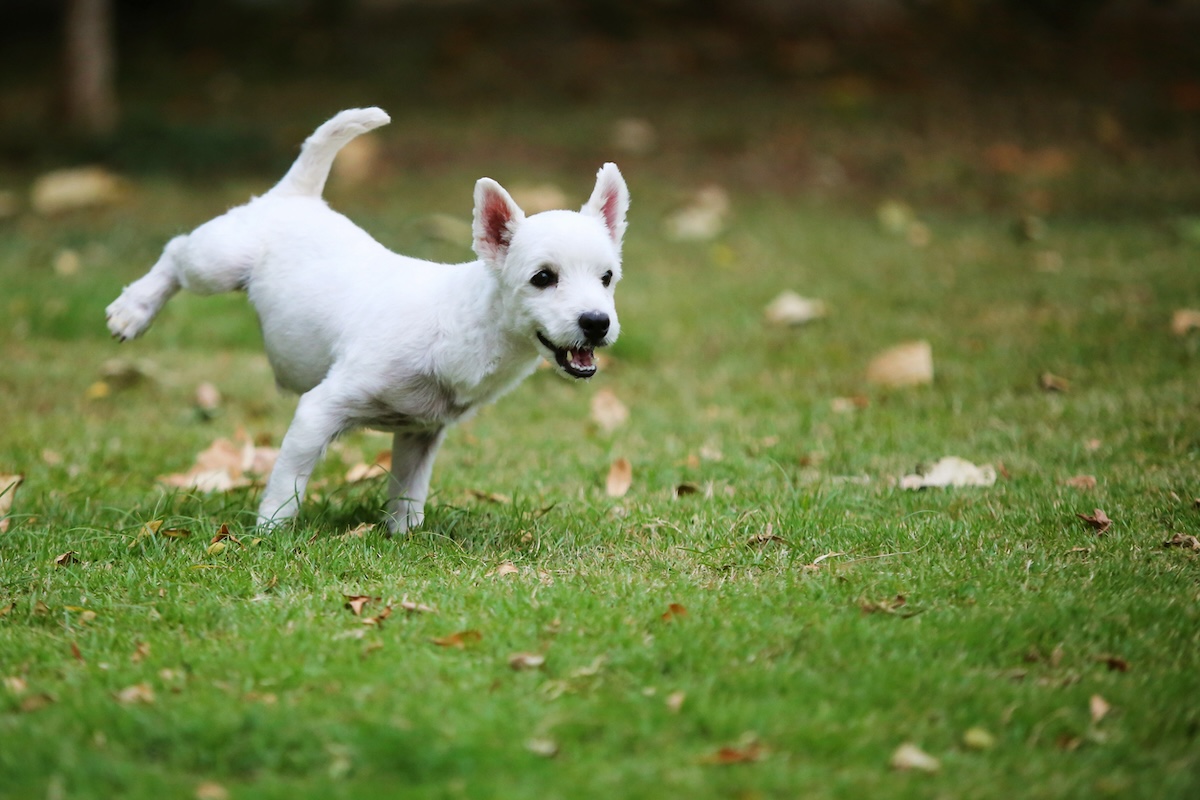 Is Dog Pee Killing Grass in Your Yard? Here’s How to Fix It
