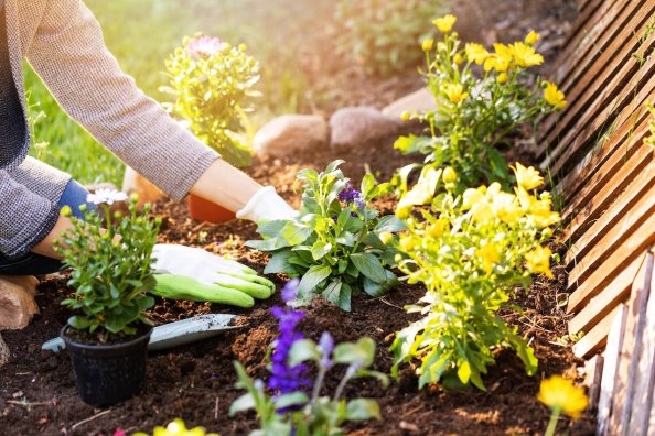 Woman planting flowers and greenery in a backyard garden flowerbed.