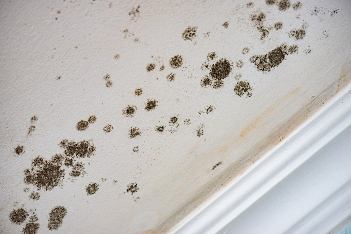 Does a Home Warranty Cover Mold Removal and Damage?