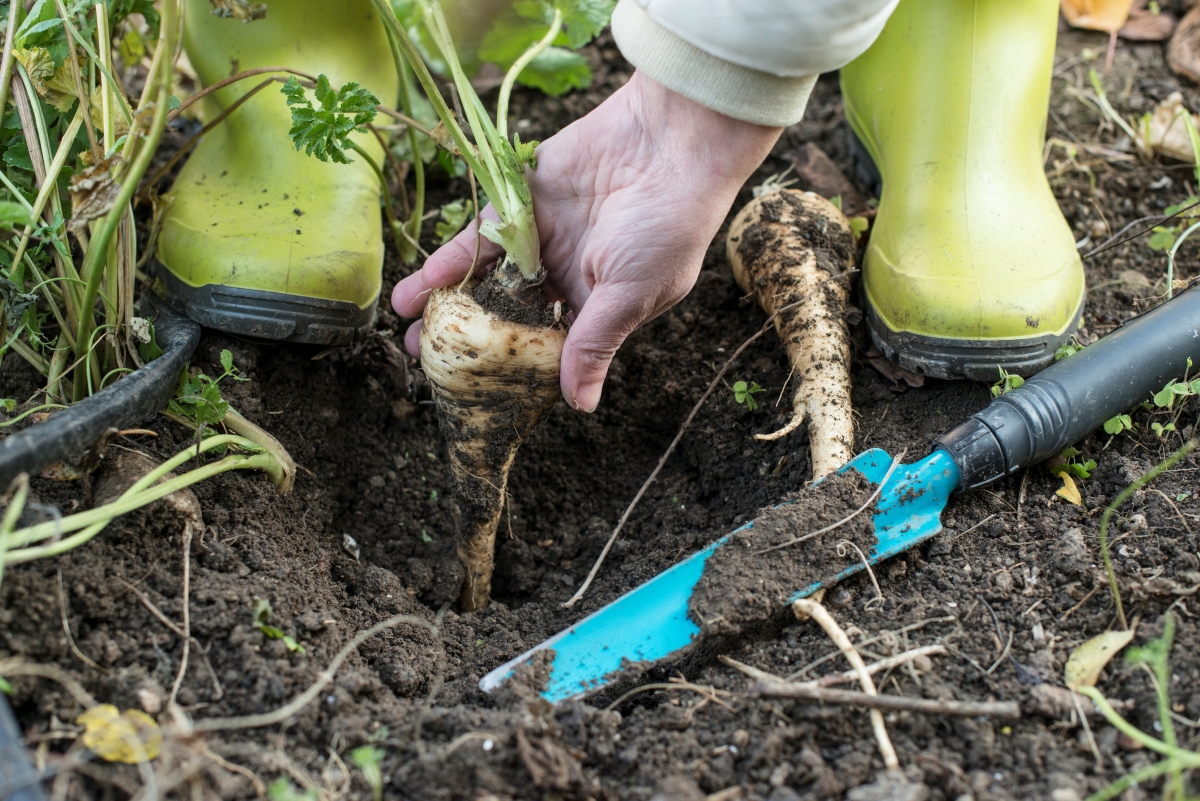 Gardener pulling parsnip plant out of garden with garden tool nearby.