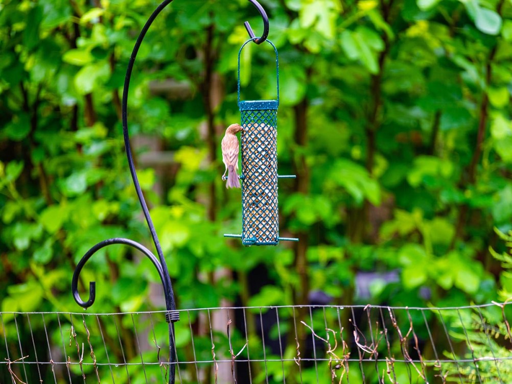 The Best Suet Bird Feeders for Your Backyard in 2024, Tested