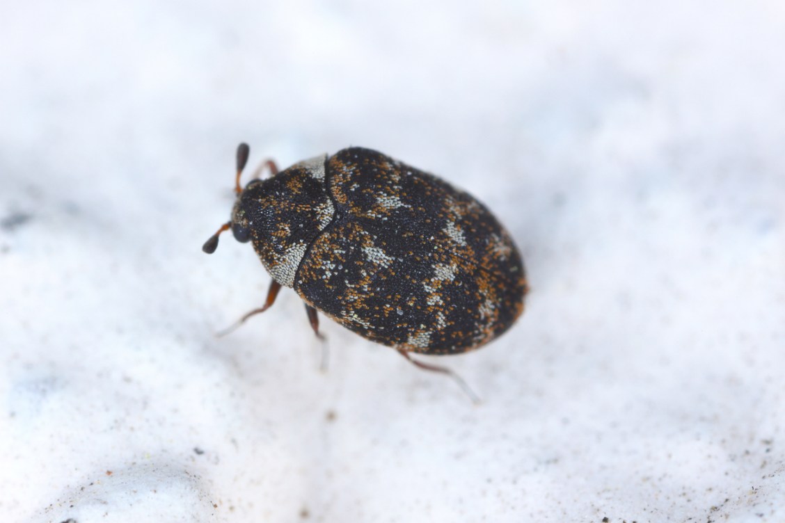 What are these tiny black bugs that look like poppy seeds 
