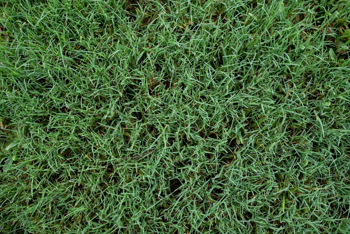Close up of Bermuda grass, which is ideal for warm-season climates.
