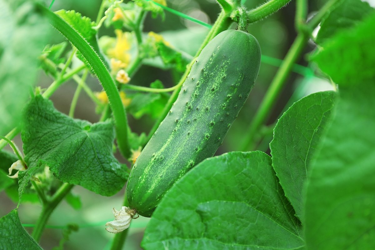 Cucumber growing on a vine in a garden.