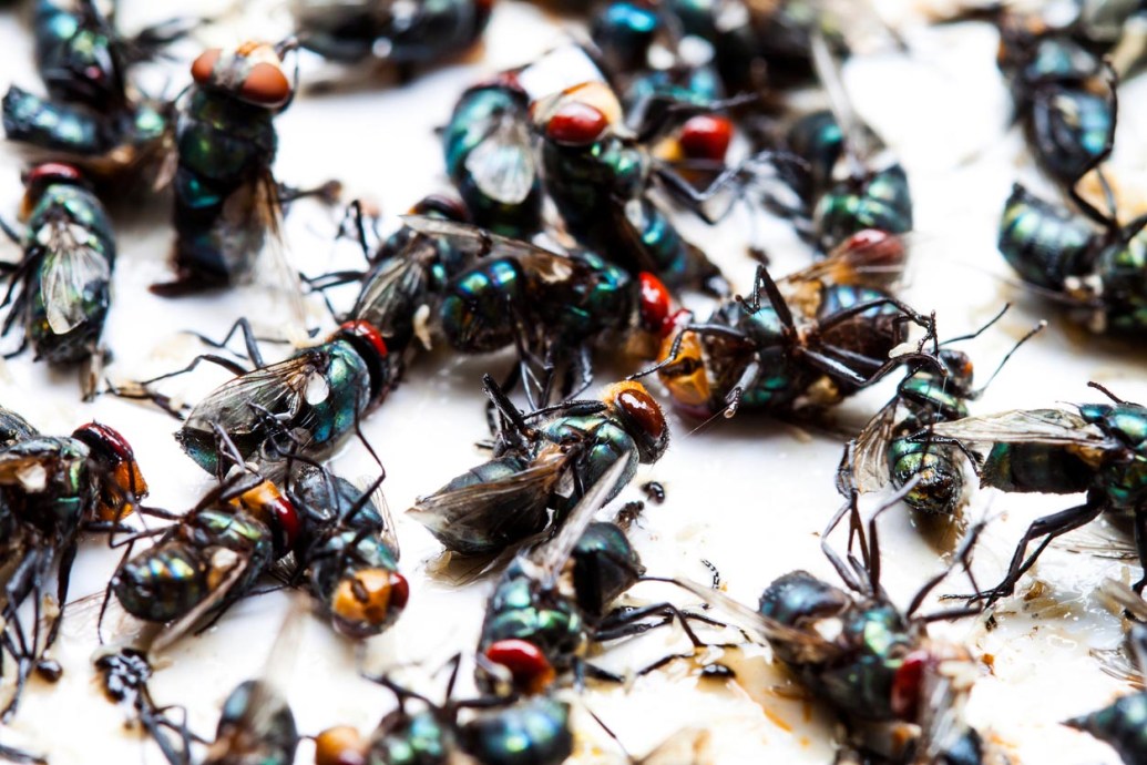 How to Get Rid of Phorid Flies in 7 Steps—Even If You've Tried Everything