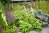 A thriving garden in June full of vegetables, fruits, flowers, and herbs.