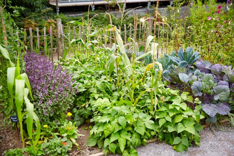 A thriving garden in June full of vegetables, fruits, flowers, and herbs.