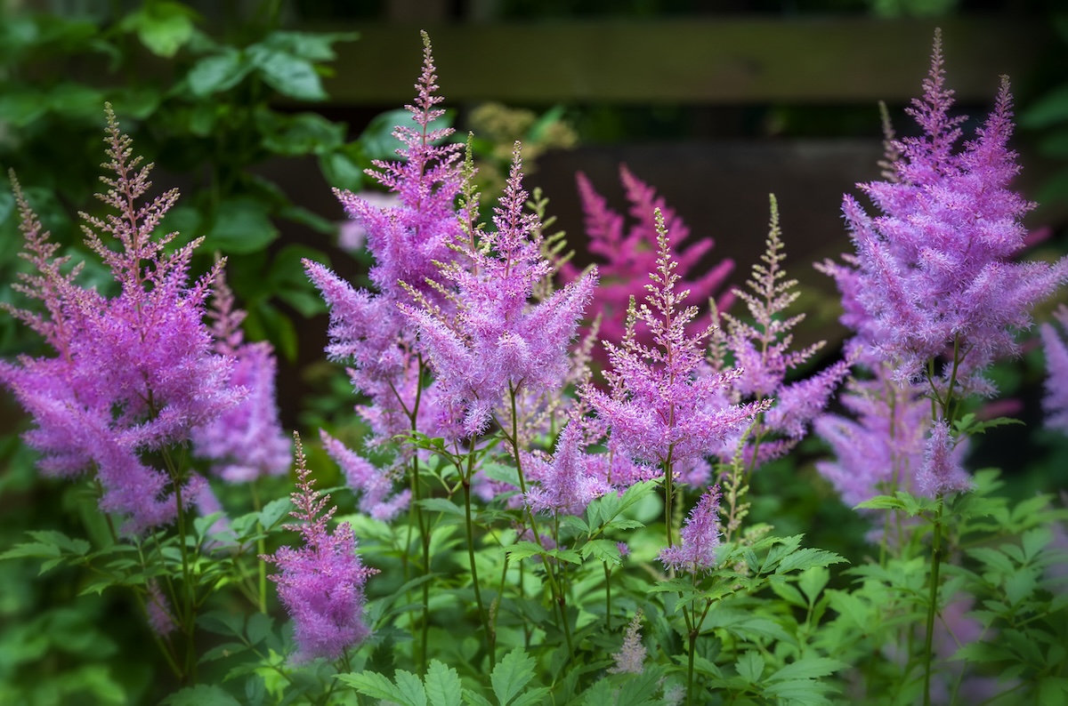 Astilbe growing in a home garden in June.