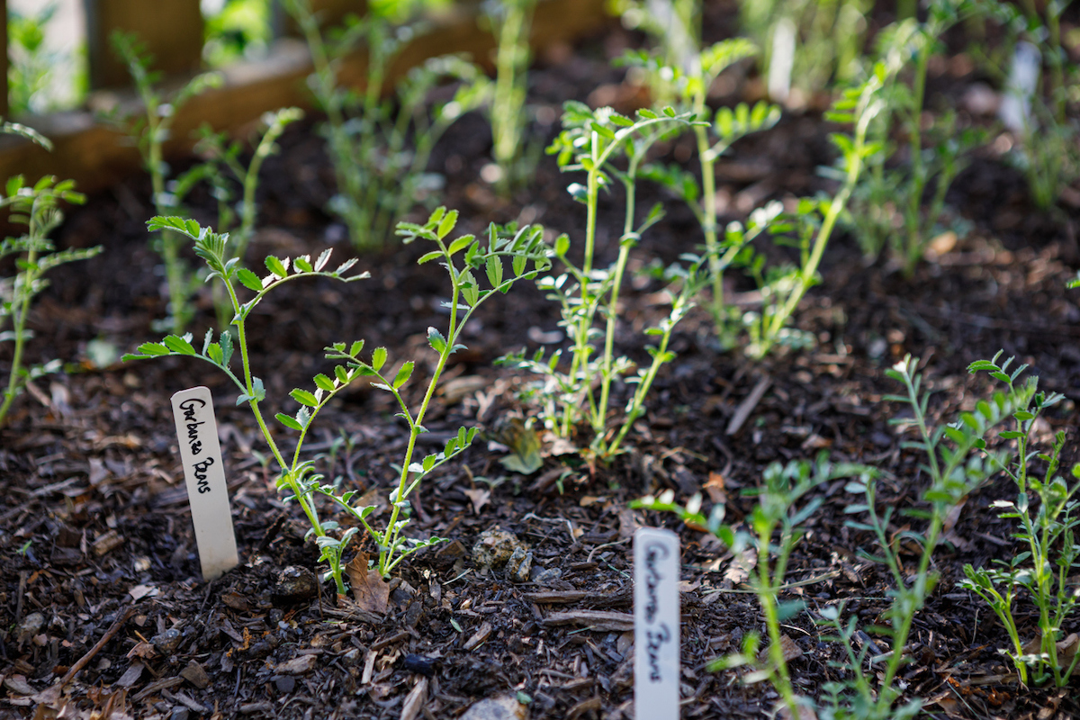 Chickpea plants are sprouting from a garden bed with name labels next to them.