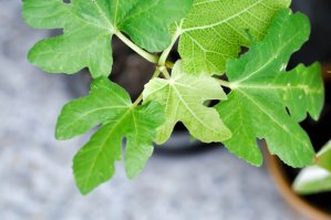 A fig tree sapling is planted inside of a black container.