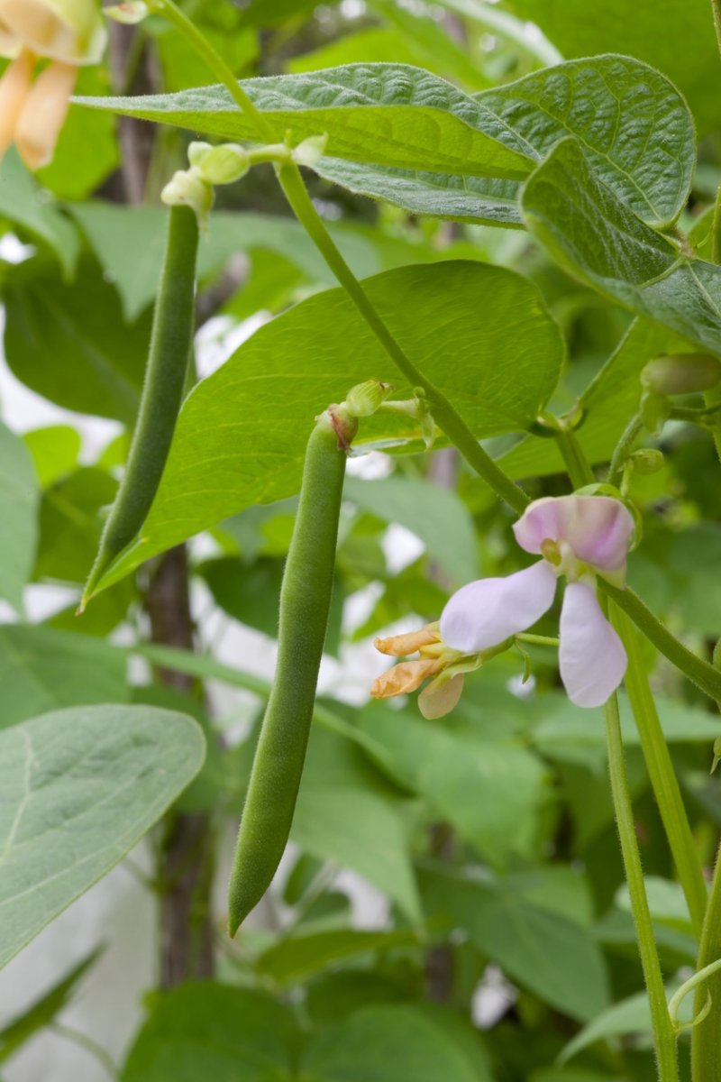 Green bean plants growing in a garden in June.