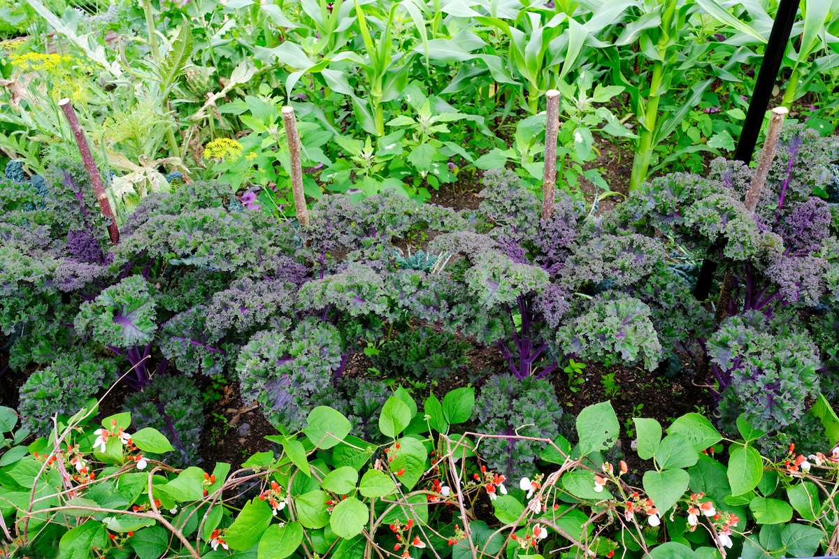 Vegetable garden with purple kale.