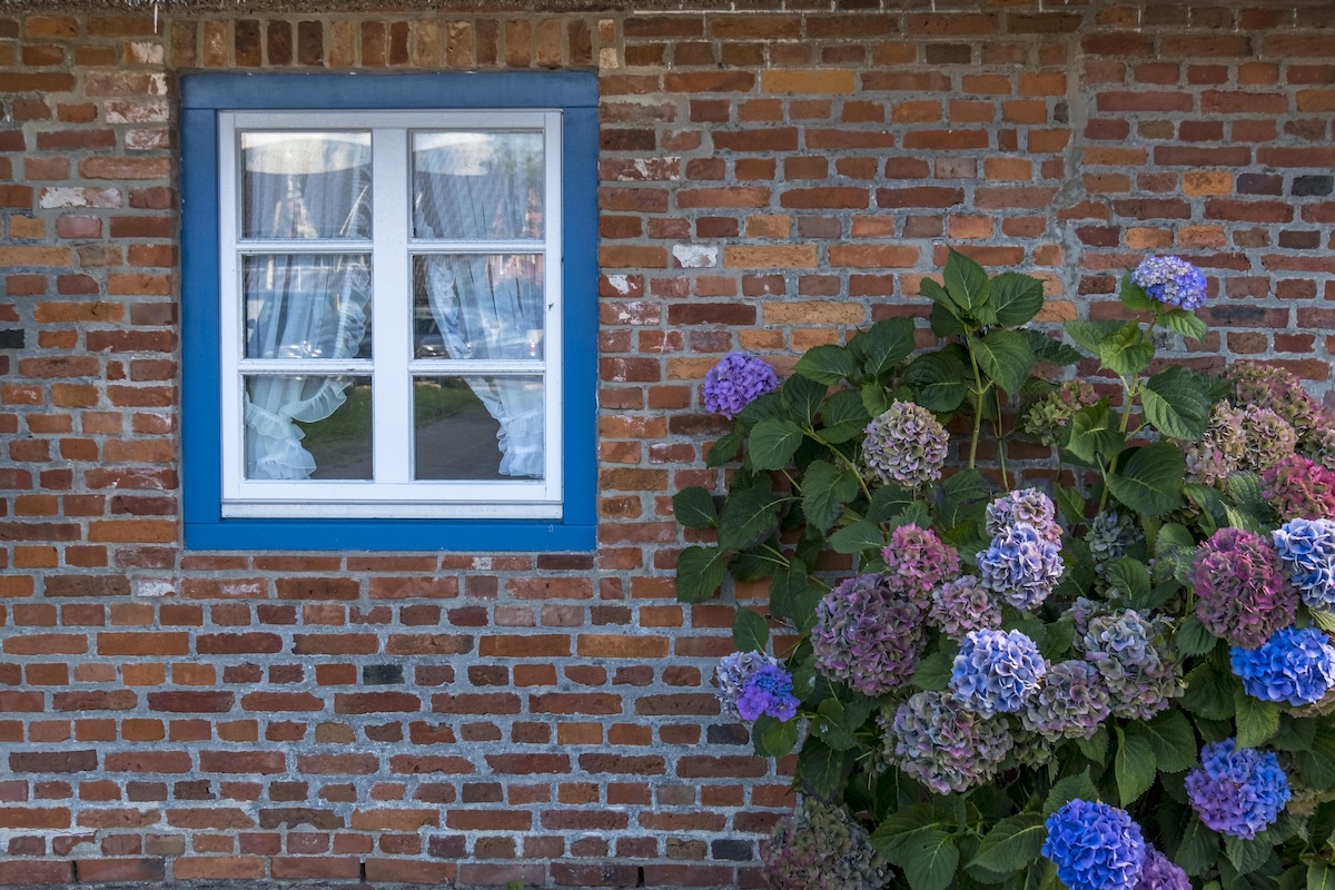 A colorful hydrangea bush outside of a brick house.