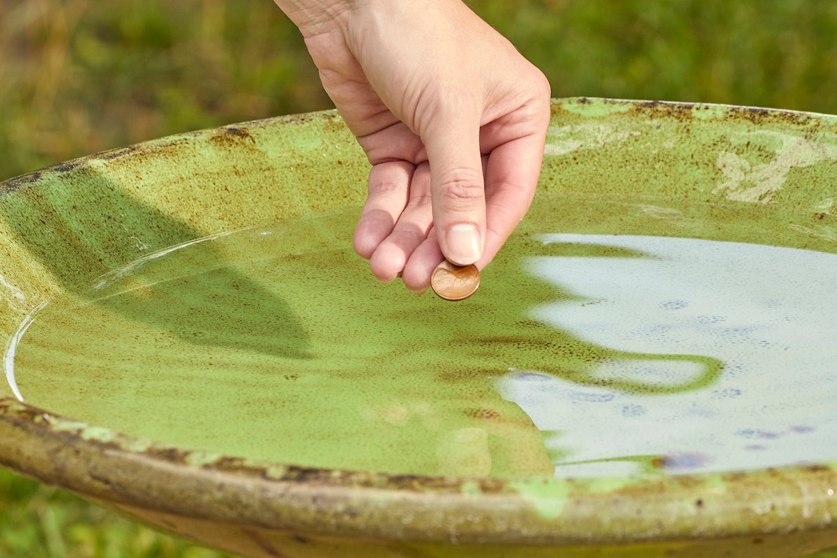 Woman places a penny in the water of a clean bird bath.