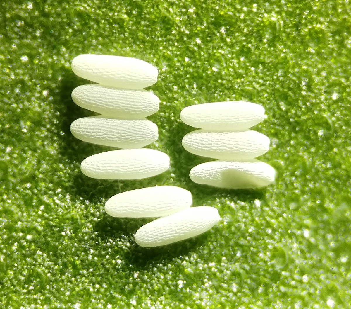 Magnified leaf miner eggs on a leaf.