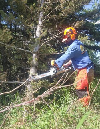 Best Chainsaws Review