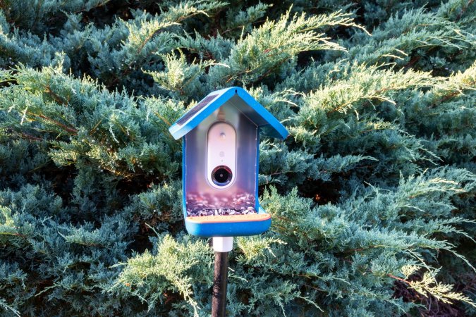 Bird Buddy smart bird feeder camera in front of evergreen tree