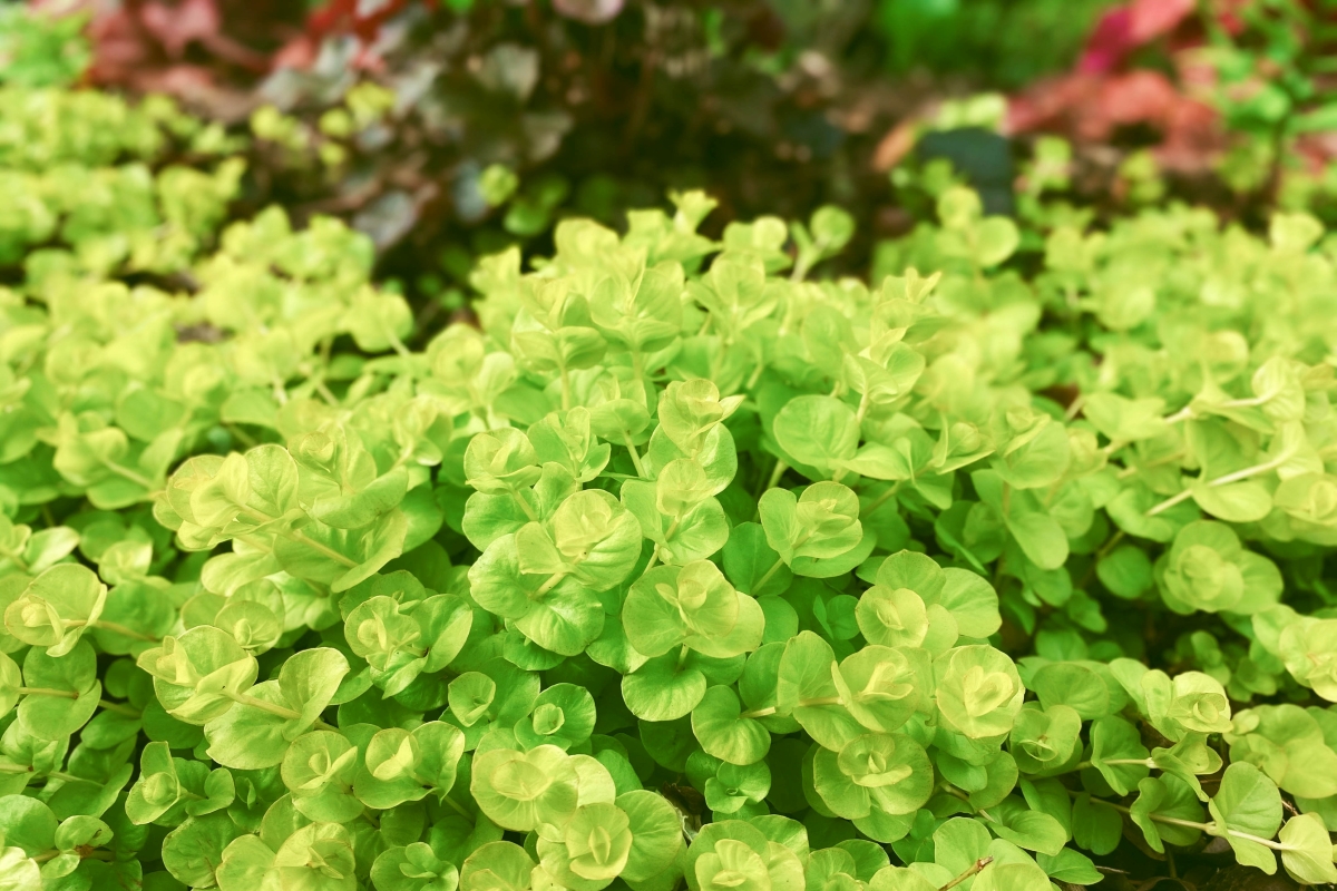 Green creeping jenny plant in an ornamental garden.