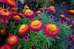 Purple strawflowers with yellow centers.