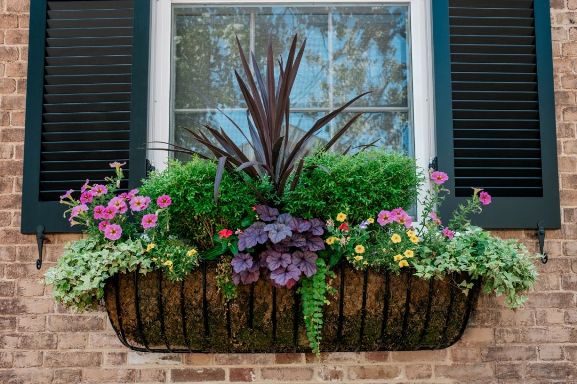 Potted Raspberry Plant Window Box 20 Window Box Flowers and Plants for Year-Round Curb Appeal