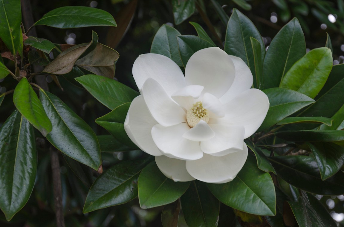15 Types of Magnolia Trees Every DIY Landscaper Should Know