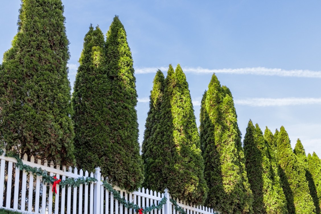 How Strategic Landscaping Can Lower Your Home’s Energy Costs