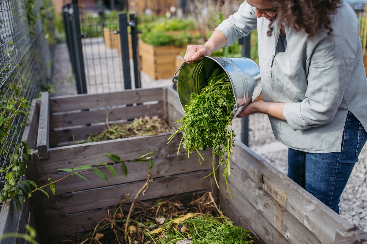 A woman dumps green compost scraps into a vegetable garden planted in a raised bed.