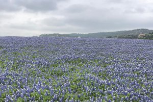 A carpet of bright blue bonnets are blooming under a cloudy grey Texas sky.