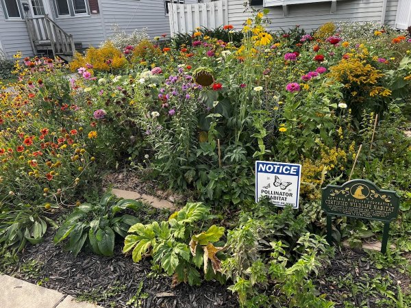 A certified pollinator sign in front of a garden of tall wild flowers.