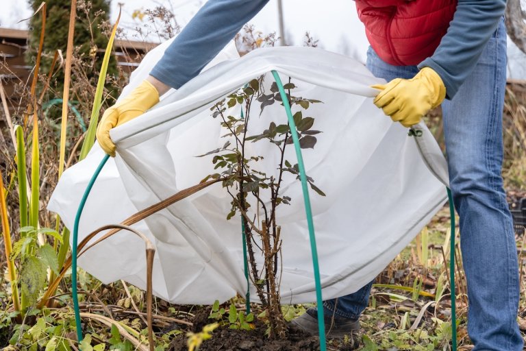 Covering outdoor plants with a hoop frame and a tarp shelter.