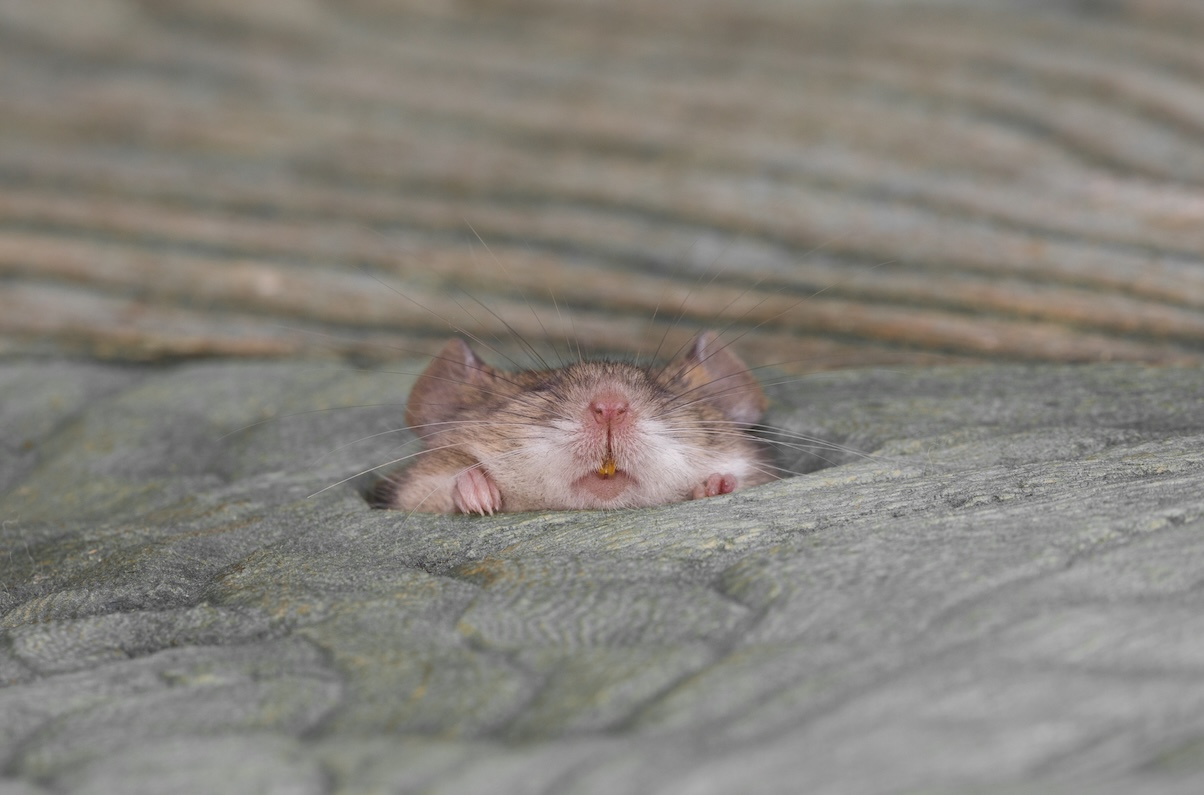 Mouse peeks its nose up through a hole in a wooden floor.