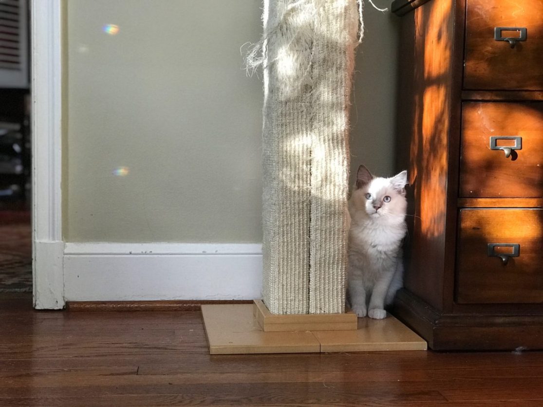 Illustration of Cats Scratching Prevention For Armchairs