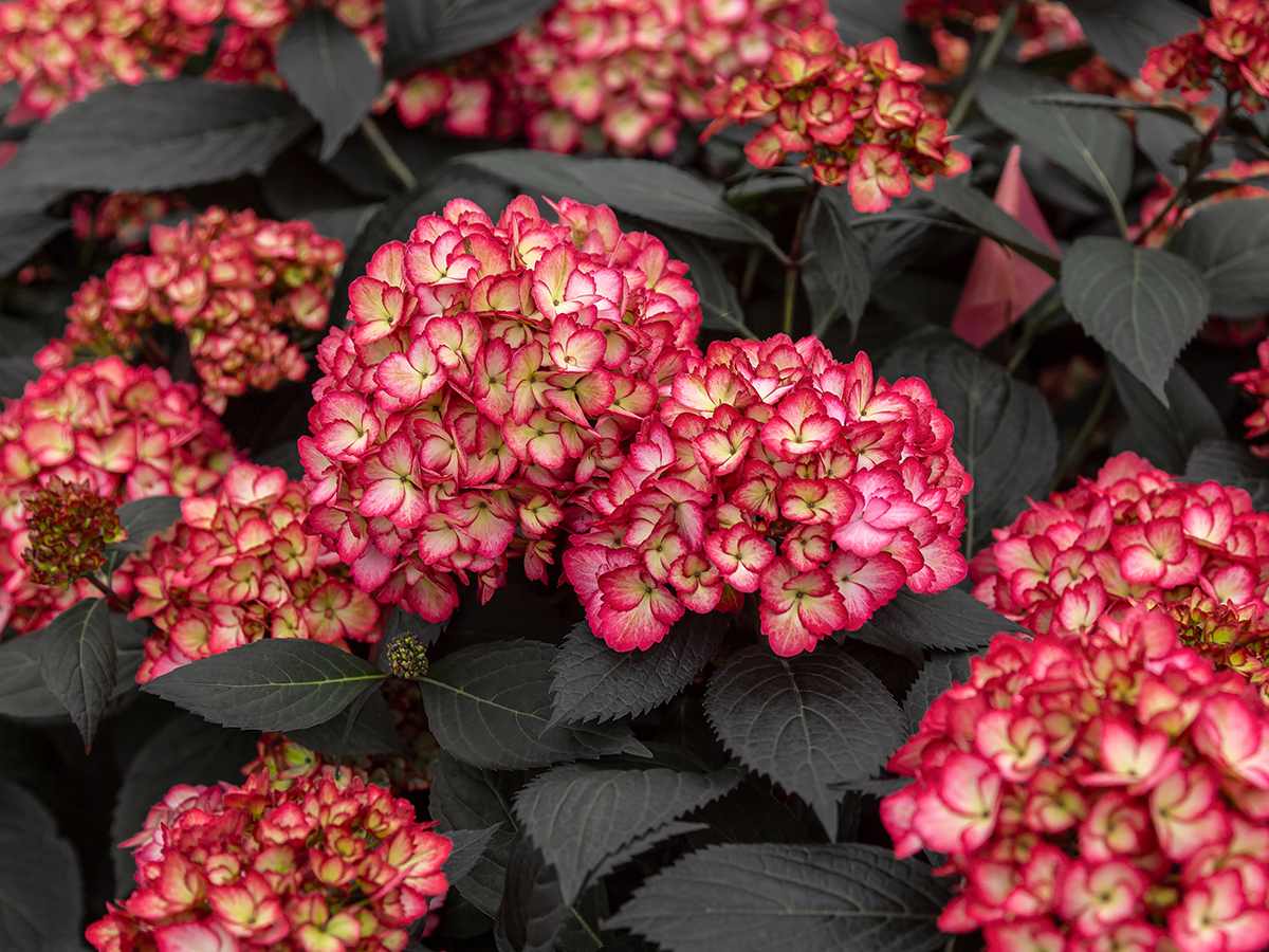 Our Favorite New Plants Eclipse® Big Leaf Hydrangea_Photo Credit-First Editions® Shrubs & Trees_4x3