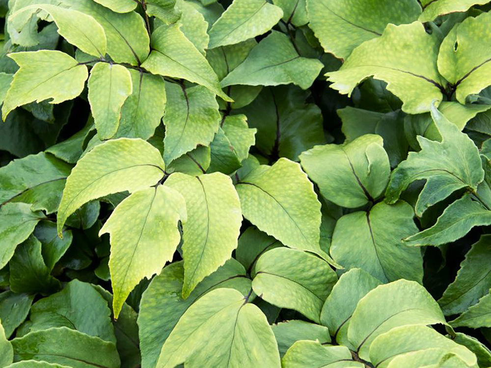 Our Favorite New Plants Jurassic Stegosaurus Holly Fern_Monrovia_Photo Credit_Doreen Wynja_4x3