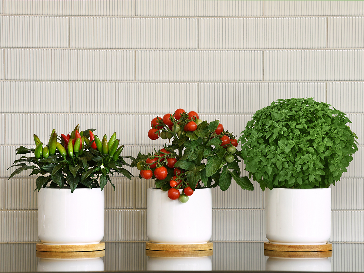 Our Favorite New Plants Kitchen Minis™_Photo Credit_Kitchen Minis™_4x3