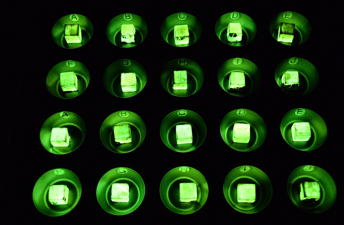 Samples of bioluminescent wood from the Empa experiment.