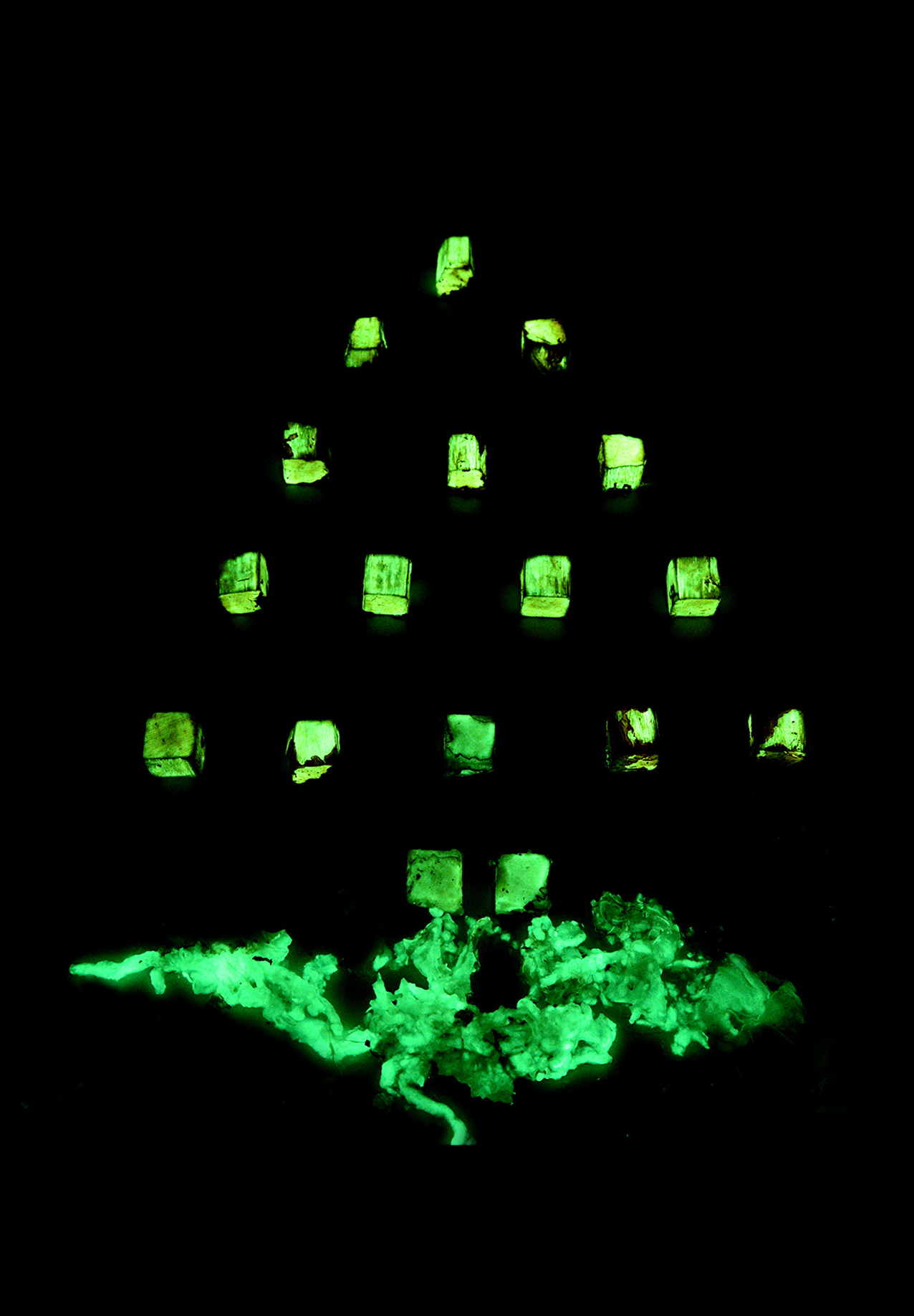 Multiple pieces of bioluminescent wood lit up neon green.