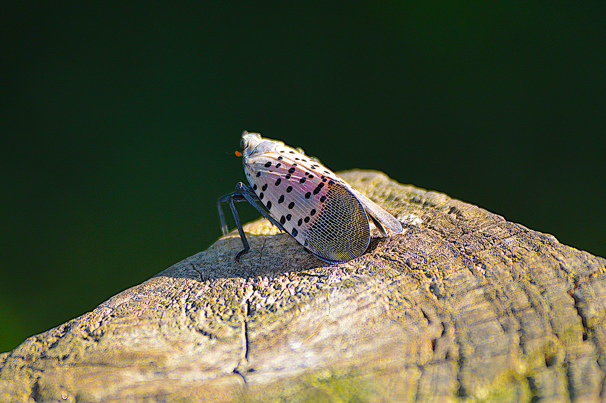 Close-up of Spotted Lanternfly on a piece of wood