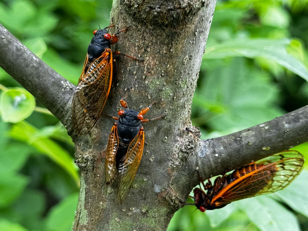 Three cicadas on a tree.