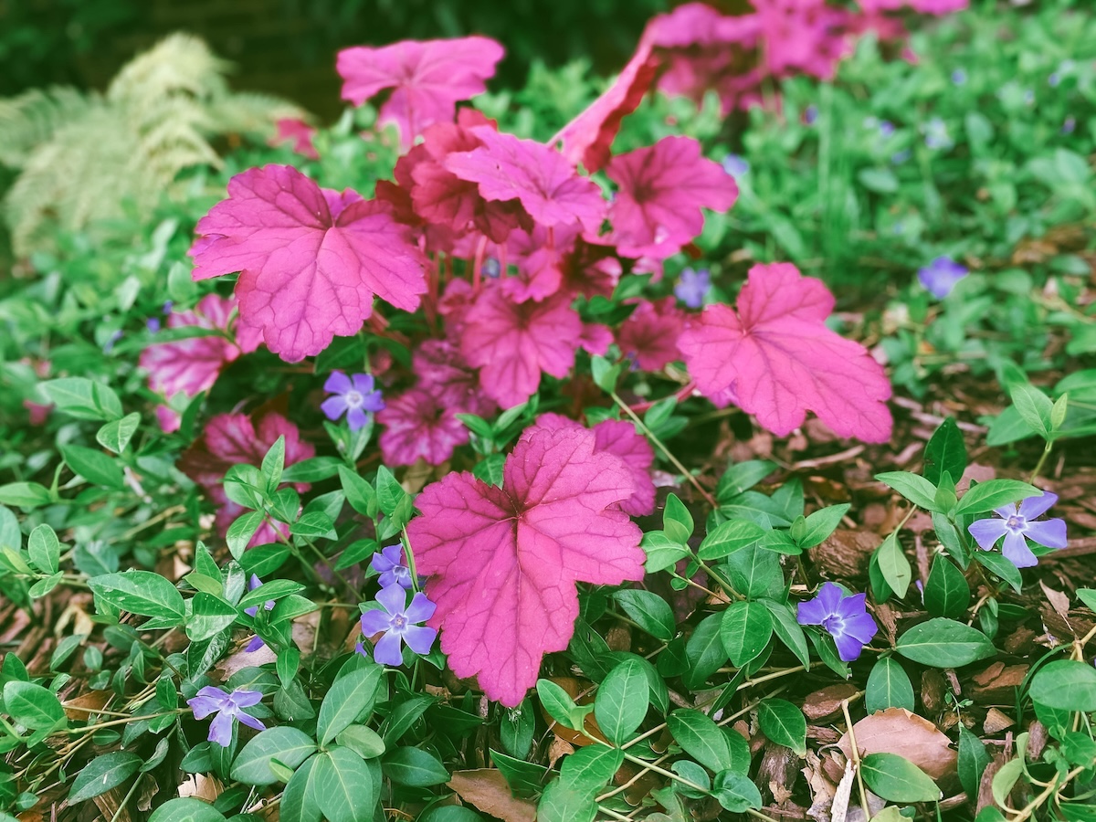 Coral bells growing in a home landscape design.