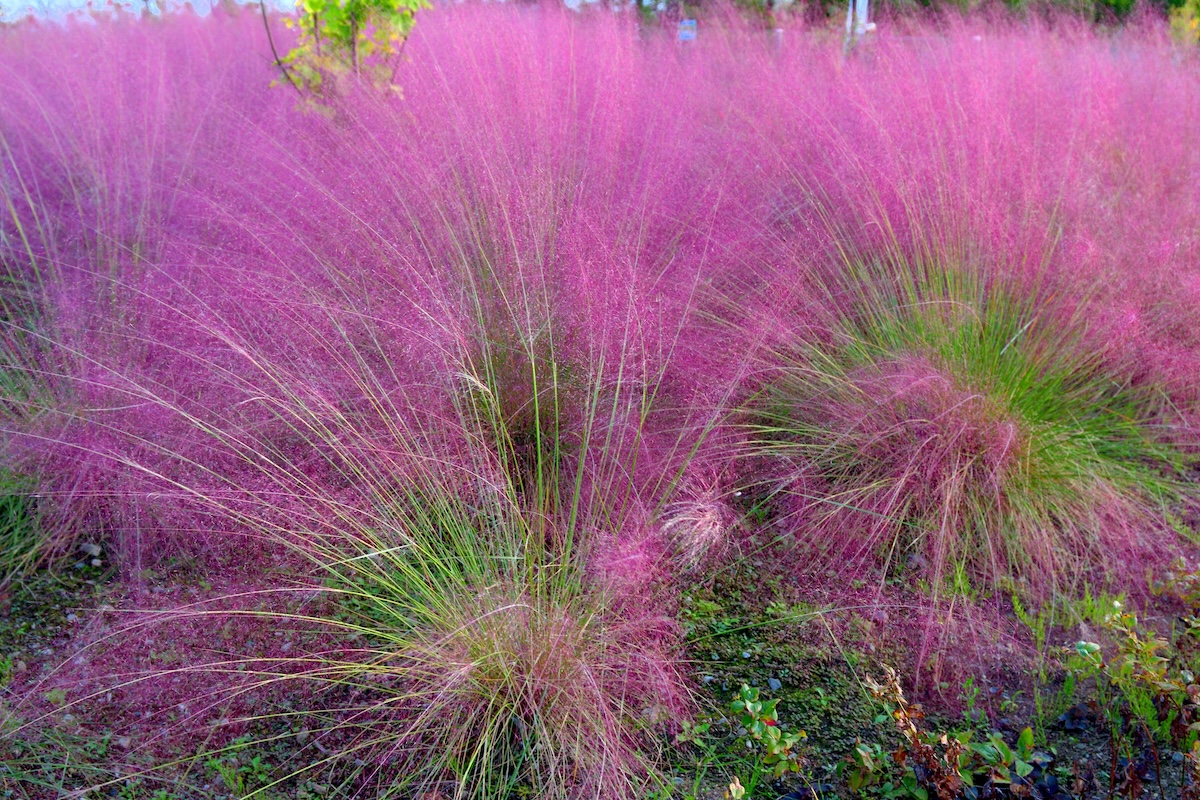 Pink Muhly Grass growing outside of a home in the front yard.