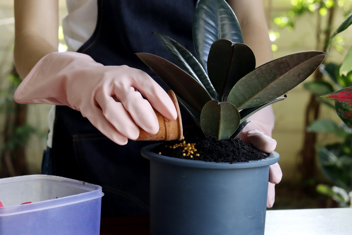 A woman wearing gloves adds granular fertilizer to a houseplant.