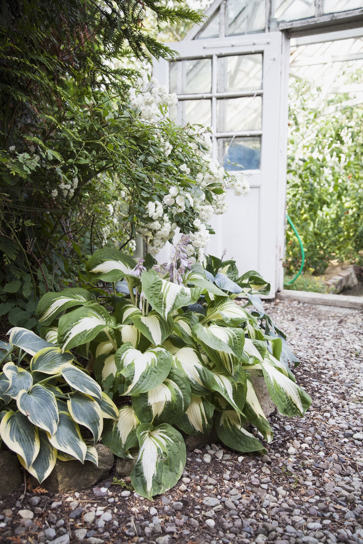 Hostas growing outside of a home greenhouse.