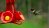 A green and white hummingbird hovers above a bright red hummingbird feeder.