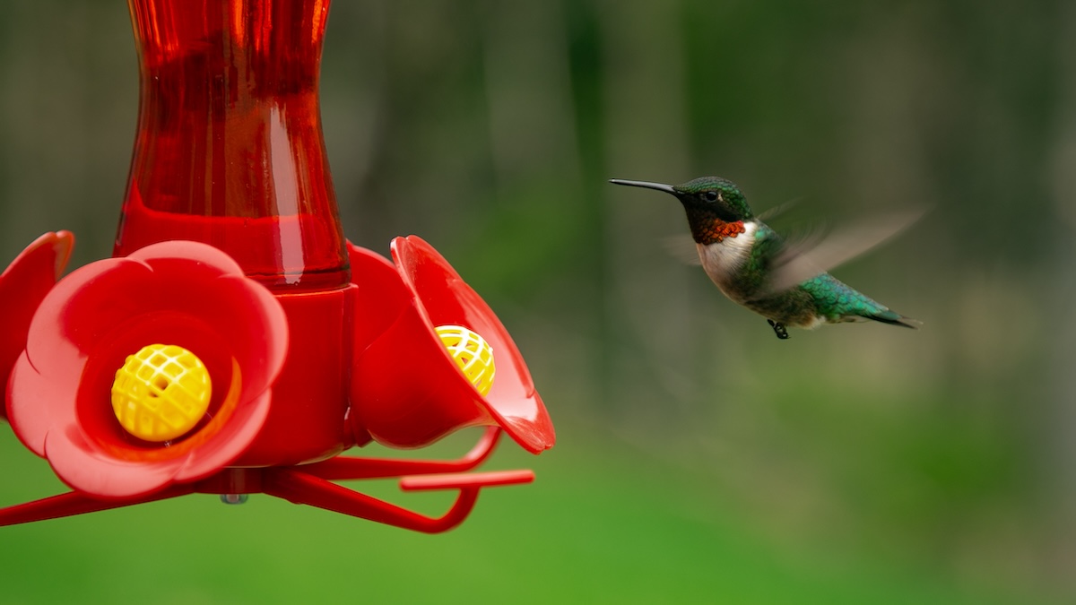 A green and white hummingbird hovers above a bright red hummingbird feeder.