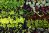 A variety of plant starts and seedings in black trays, including lettuces, broccoli and other vegetables.