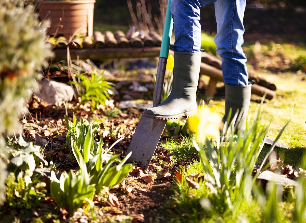 A gardener planting a flower bed in fall.